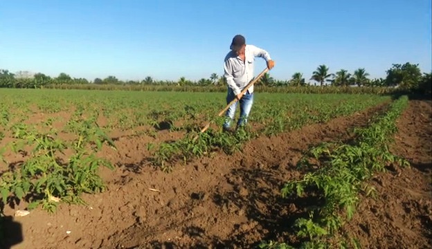 Destacan bases agropecuarias del este de Cauto Cristo en los resultados económicos