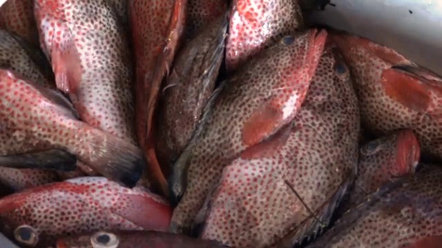 Funcionan nuevas mipymes para la captura, industrialización y venta de productos marinos en Niquero