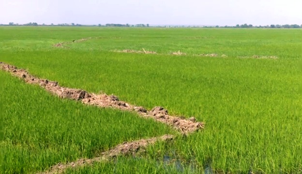 Aplicación de la ciencia y la técnica permite mayores rendimientos en la producción de arroz