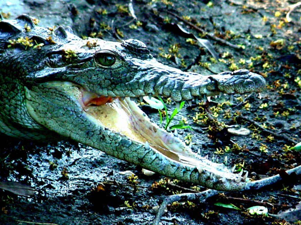Destaca Humedal Delta del Cauto por la conservación de especies (+fotos e infografías)