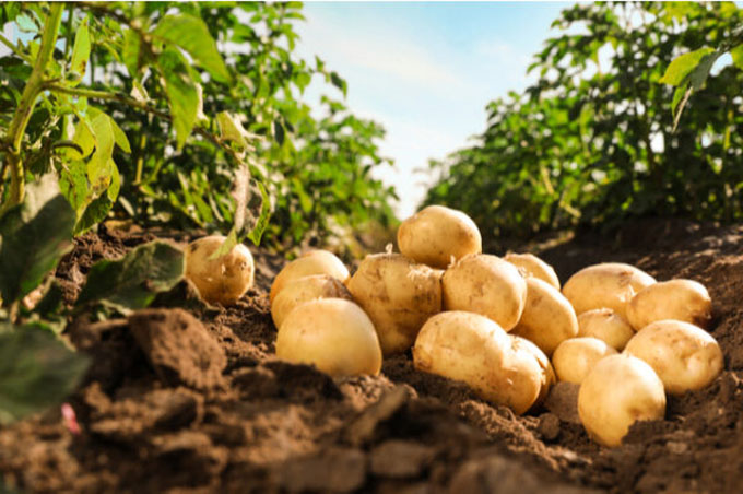 Siembran papa agroecológica en Granma