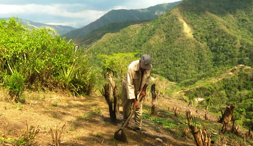 Campesino granmense desafía las alturas para producir alimentos