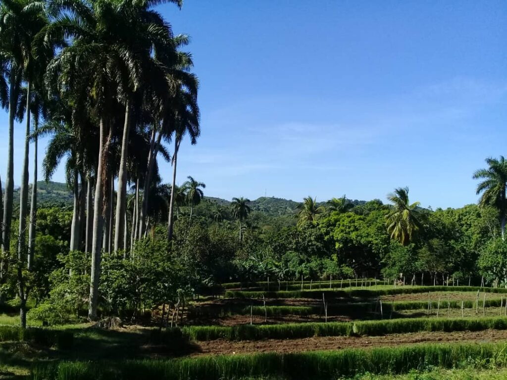 Finca La Victoria,  única en Granma con la categoría de iniciada en el manejo sostenible de tierras