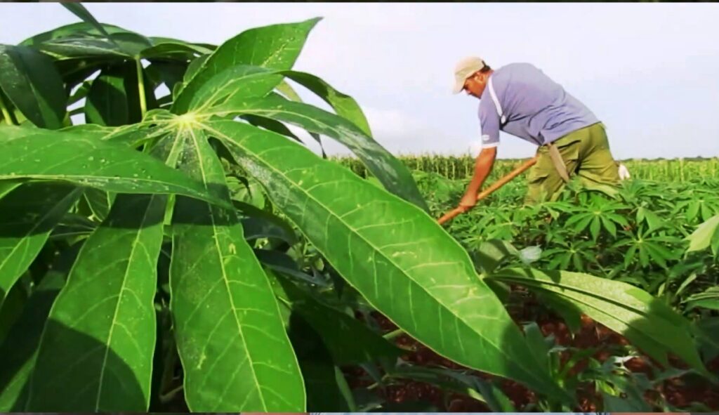Realizan en Niquero actividades en saludo al aniversario del Primer Congreso Campesino