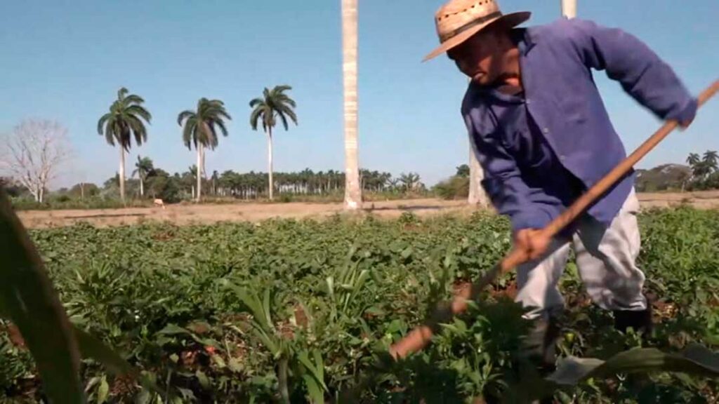 Resaltan aportes de campesinos para el sector agroalimentario en el sur granmense