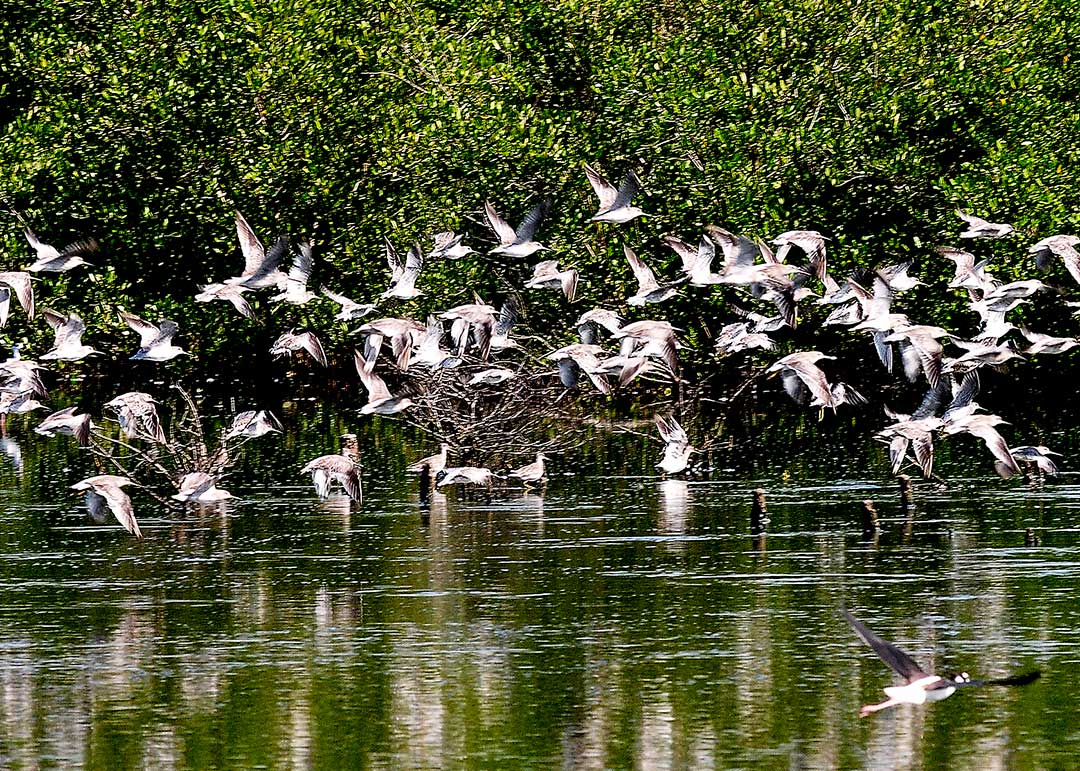 Aves en El Mango, Río Cauto