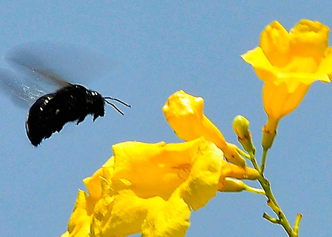 Abeja y Flor