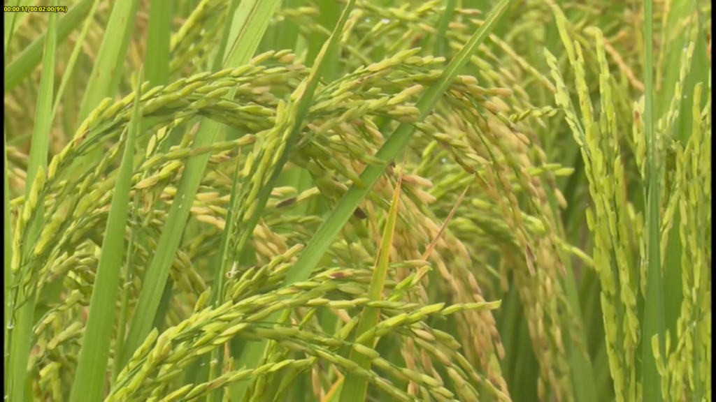 Ofrece múltiples ventajas siembra de arroz por trasplante