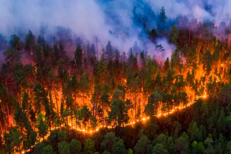 Más de 15 mil hectáreas calcinadas en incendio de Tenerife