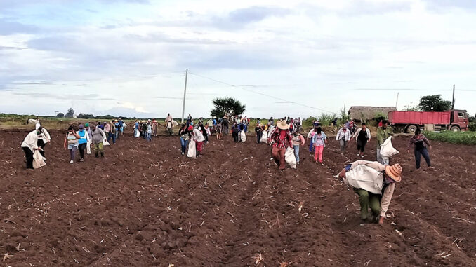 Sobresale unidad agrícola cautocristense por la estabilidad productiva
