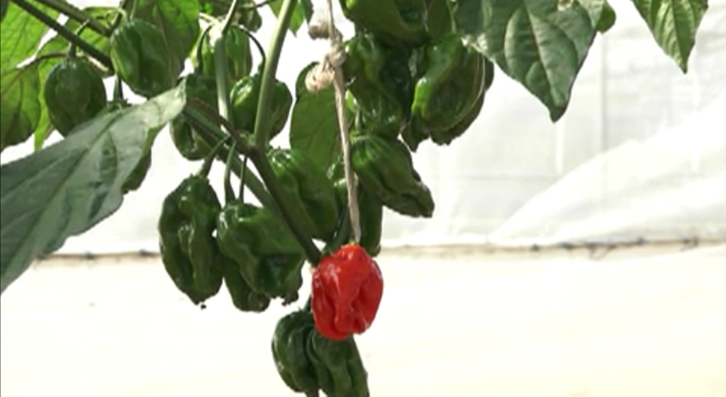 Cultivo de Chile habanero