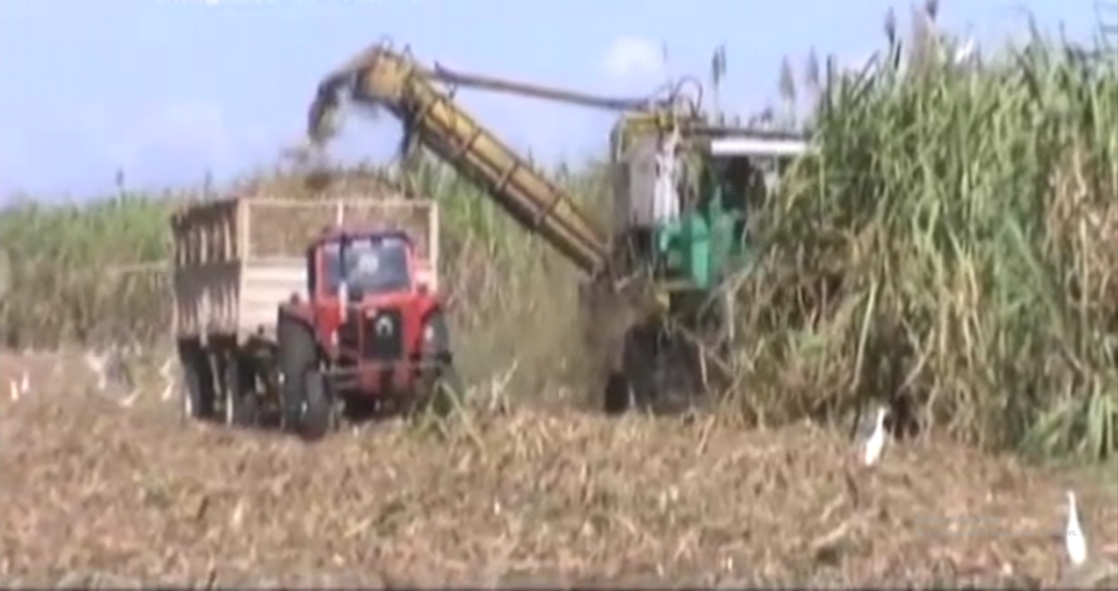 Empresa azucarera Enidio Díaz enfrenta adversidades para el desarrollo eficiente de la actual zafra