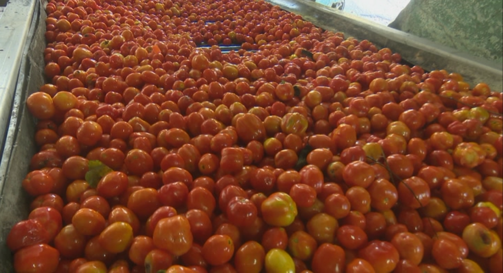 Fabrica Conservas en procesamiento del tomate para la producción de pasta, puré, salsas y derivados