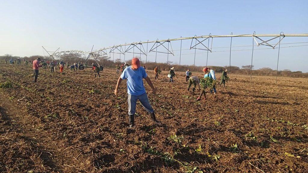 Aspiran campesinos de Jiguaní a incrementar producciones agropecuarias (+ audio)