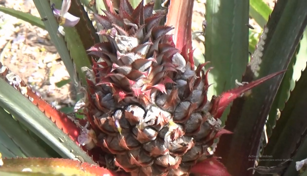 Impulsan producciones de piña, en serranías de Media Luna