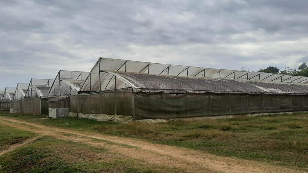 Avanza económicamente colectivo agrícola de cultivos protegidos y semiprotegidos en Yara (+ audio)