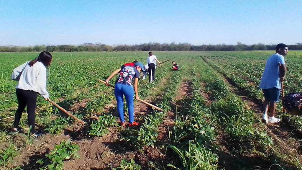 Protagonismo juvenil en áreas agrícolas (+ audio)