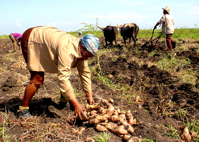 Celebrarán Día del Campesino en Granma