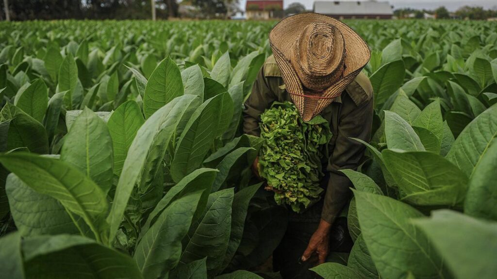Buscan incrementar rendimientos agrícolas del tabaco en Granma (+ audio)