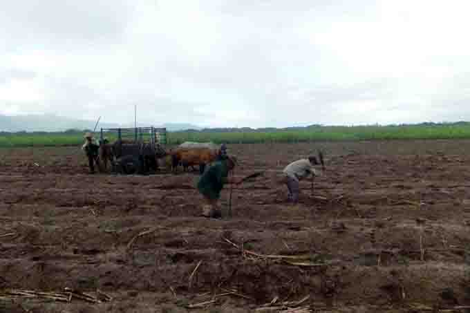 Fomenta sector agroazucarero masoense renovación de su potencial obrero