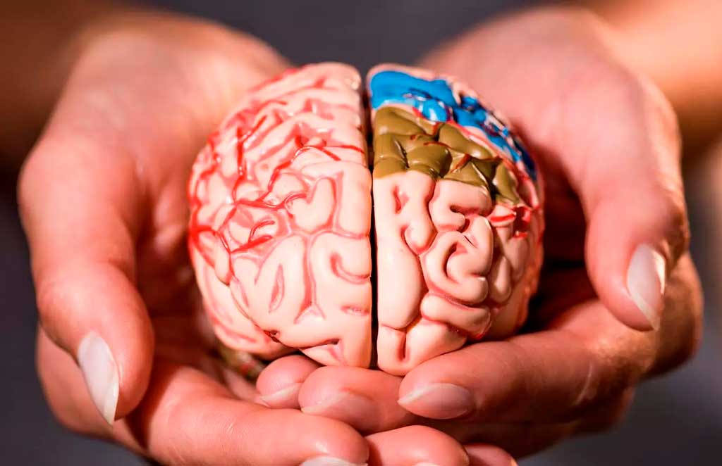 Ponderan potencial, riesgos y enfermedades del cerebro