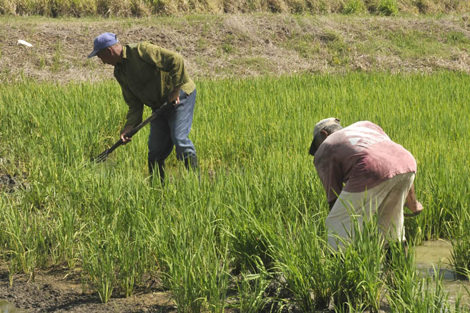 Trabajan en rescate del movimiento de arroz popular en Granma