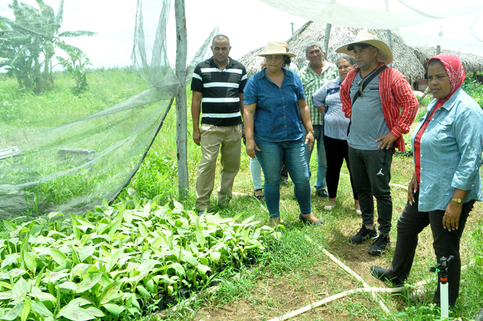 Chequean marcha de programas agrícolas en Bayamo