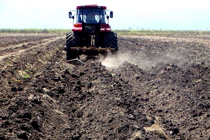 Azucareros trabajan en programas de producción de alimentos en Granma