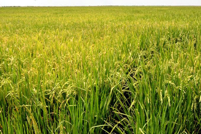 Reimpulsan en Granma movimiento de arroz popular