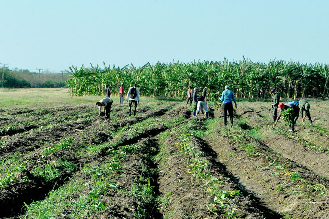 Crecen siembras agrícolas en campaña de primavera en Granma