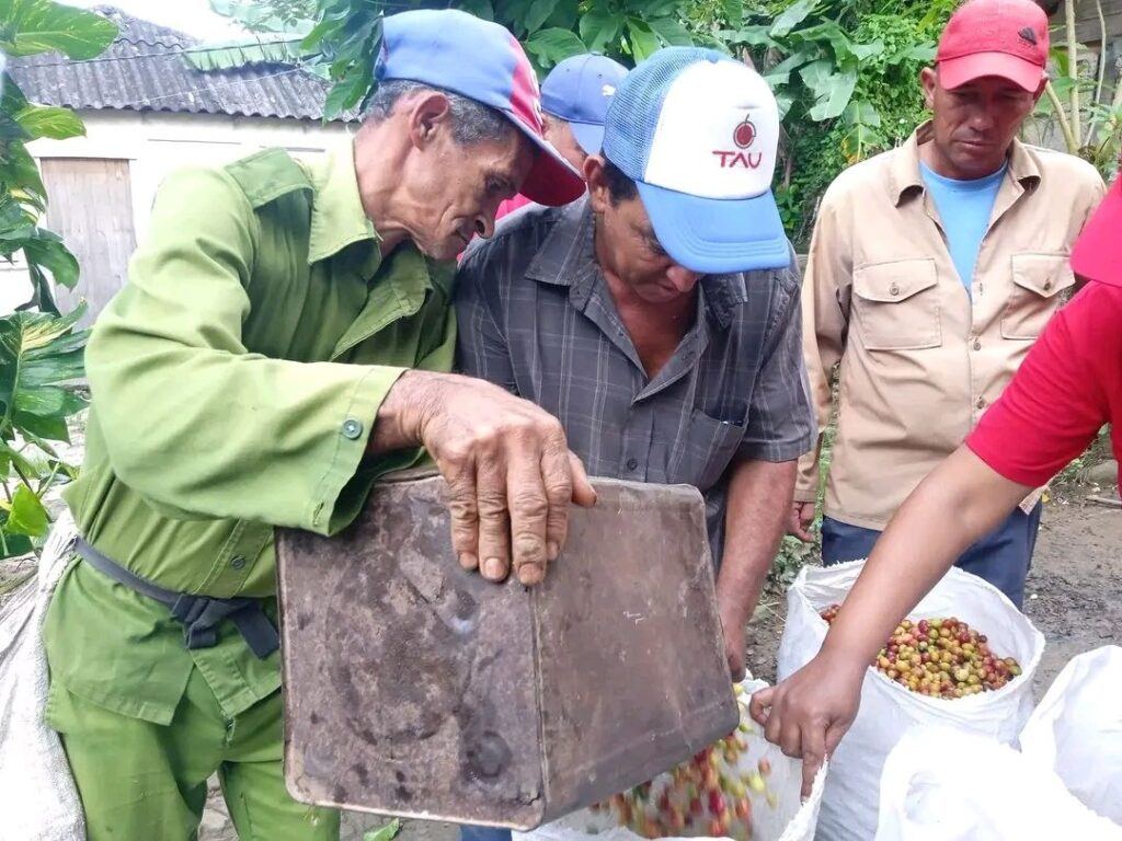 Realizan jornada productiva en cafetales de Granma.
