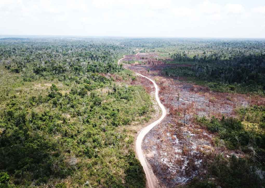 Identifican causas de degradación de bosques a nivel global
