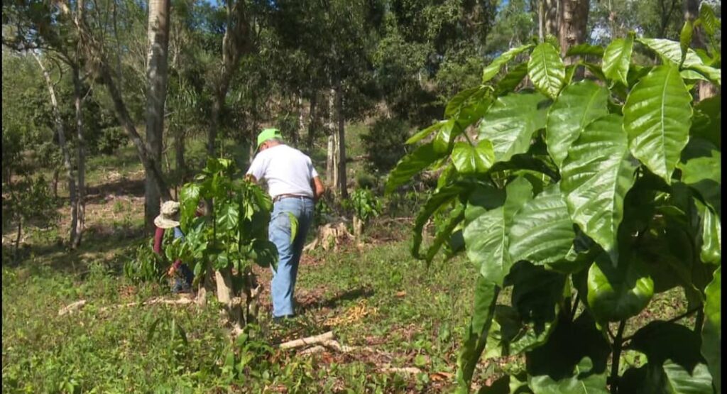 Desarrollan caficultura selectiva e intensiva en más de 60 bases productivas de la provincia de Granma