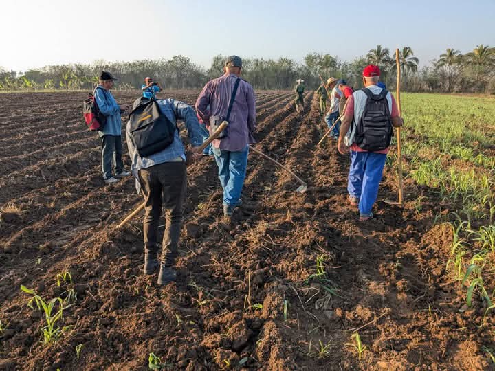Realizan trabajadores de la prensa en Granma trabajo voluntario en saludo al Día de la Prensa cubana.