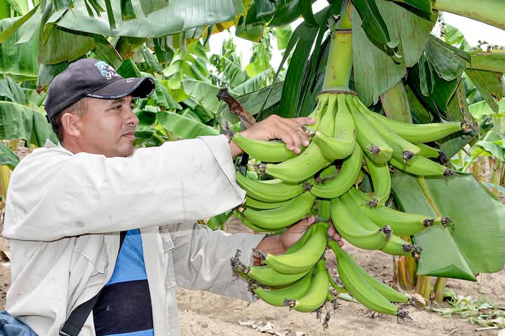 17 de mayo: Tres hitos históricos que definieron la lucha y emancipación del campesinado cubano