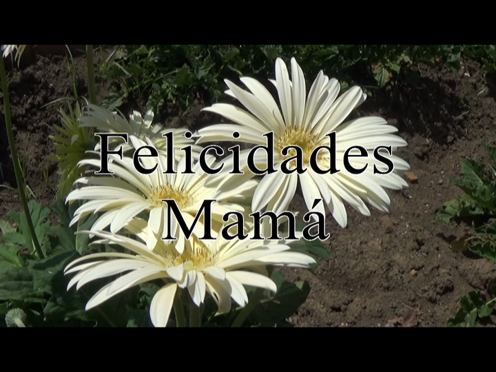 Celebran granmense Día de las Madres