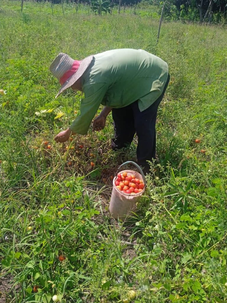 El trabajo agrícola como fomento de las buenas prácticas comunitarias