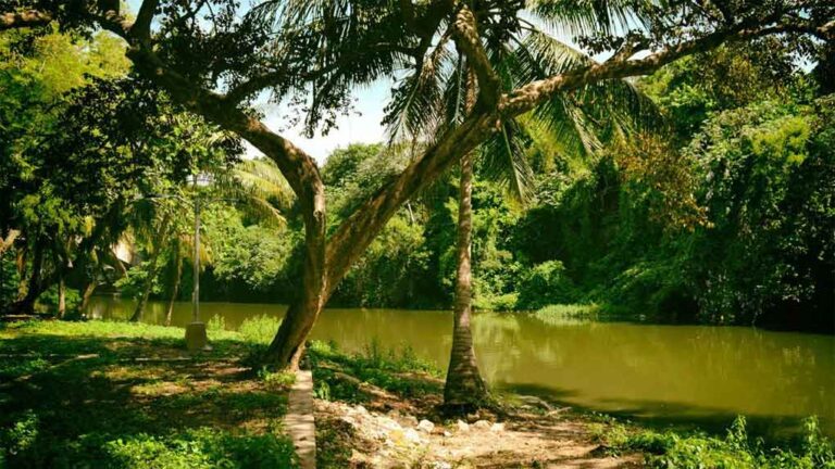 Examinan estado actual de los bosques en Cuba