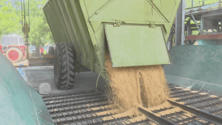 Emplean en Granma diversas alternativas para el secado de arroz frente al déficit de energía eléctrica (+Fotos y Videos)