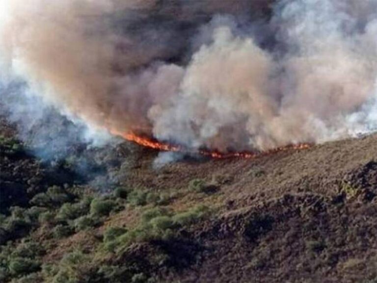 Arrasadas dos mil hectáreas de bosque por incendio en sur francés
