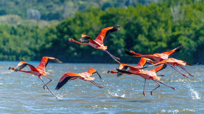 Cuba preserva sus humedales y hábitats de aves acuáticas