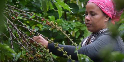 Llaman a incrementar producciones agrícolas en montañas de Granma (+ audio)