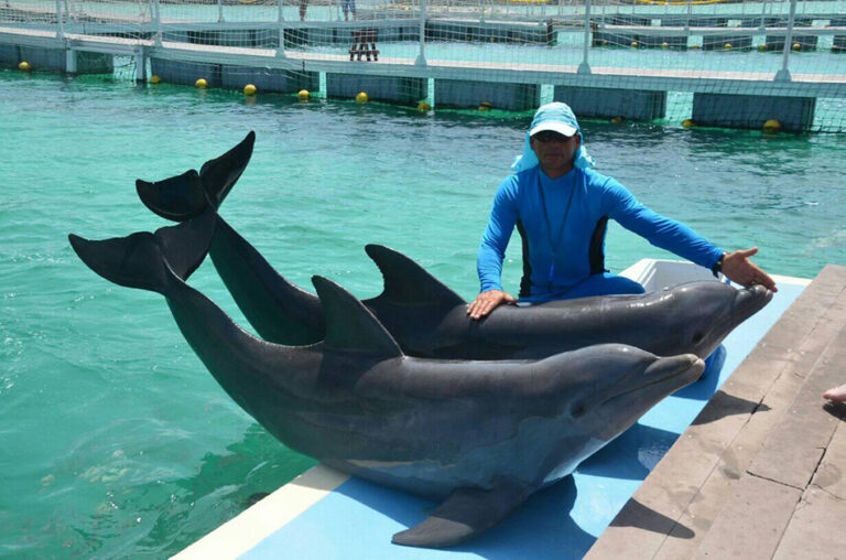 Promueven terapia con delfines en cayos de Cuba