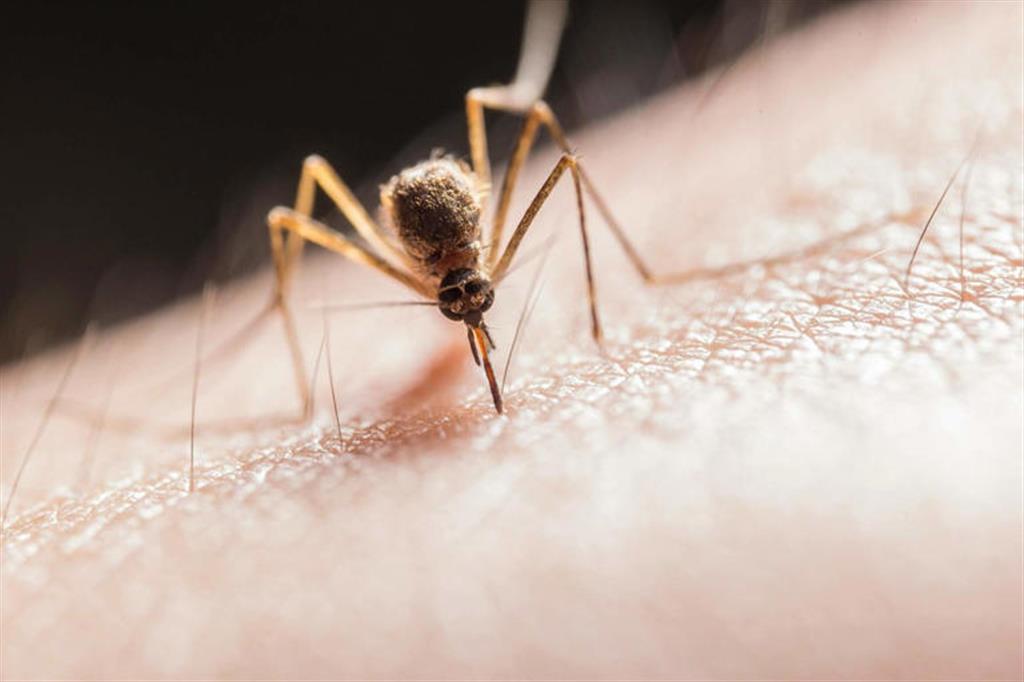 Italia es el país europeo más afectado por virus del Nilo Occidental