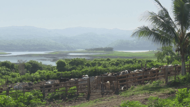 Consolida campesino guisero resultados en agricultura de montaña