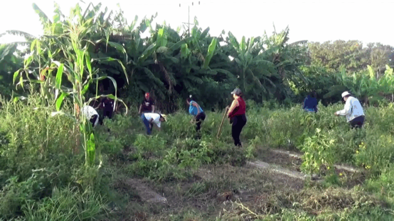 Federadas destacadas del municipio Media Luna brindan su aporte a la producción de alimentos