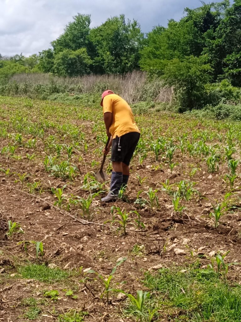 Celebran en Granma Día del trabajador Agropecuario