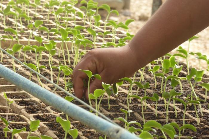 Sembrar la primavera