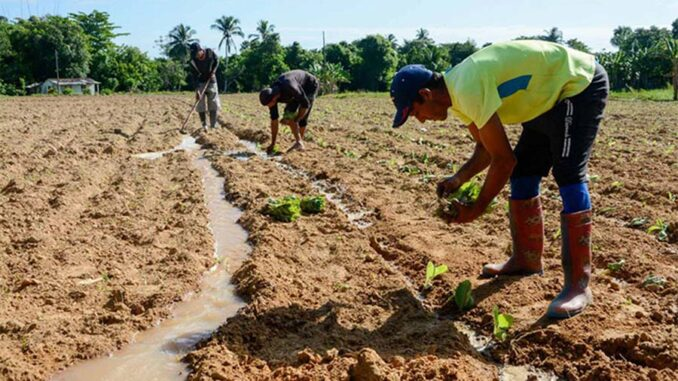 Cuba cierra el año con 12 mil hectáreas de tabaco sembradas