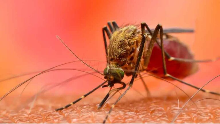 Ante la pérdida de biodiversidad, los mosquitos buscan sangre humana